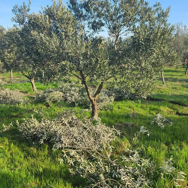 Moulin à huile Li Dous Tihou_Vedène