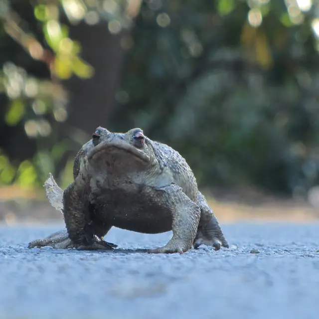 Activité enfants « Sur les traces des animaux en hiver »_Rayol-Canadel Sur Mer