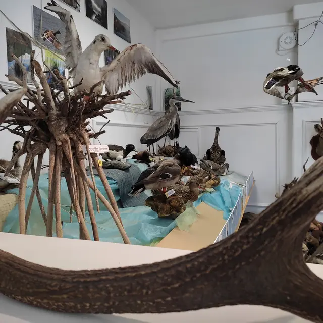 Musée Lac & Nature oiseaux