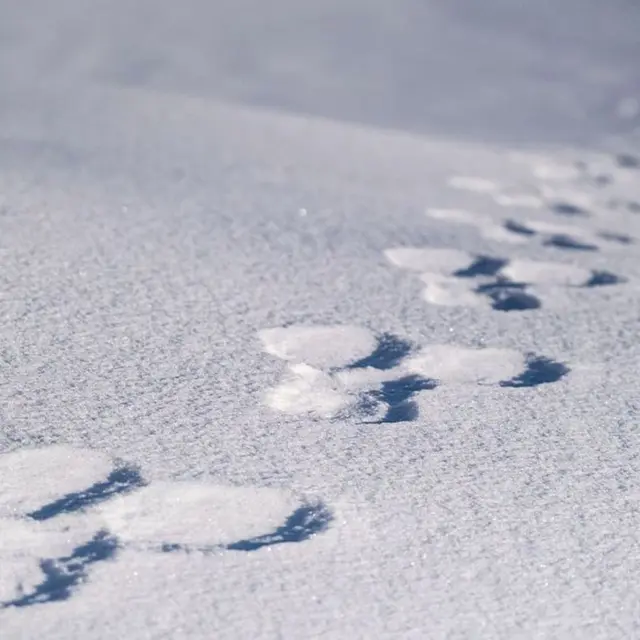 Traces lièvre neige