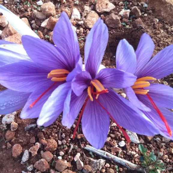 Le Safran du Cabanon - Cotignac