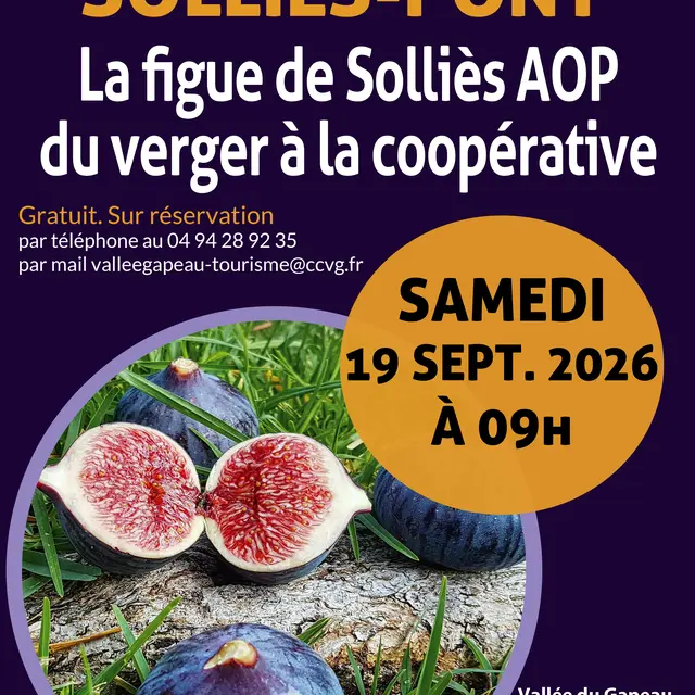 La Figue de Solliès