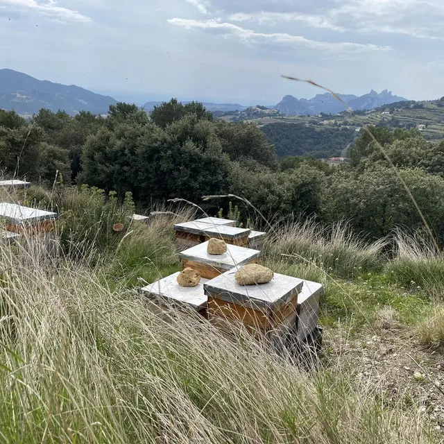 Pique-nique campagnard au Rucher des Dent'ailes_La Roque-Alric