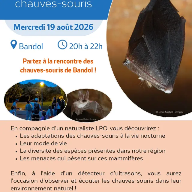 Rencontre avec les chauves-souris de Bandol_Bandol