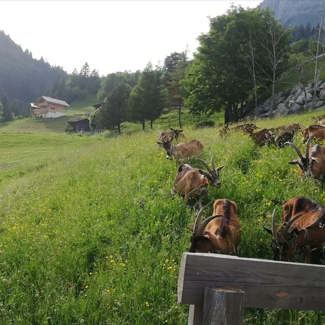 La Chèvrerie des Aravis