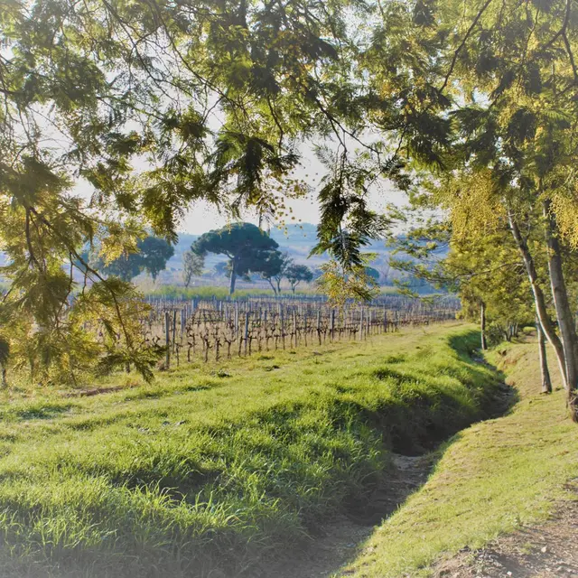 Beyond the wine