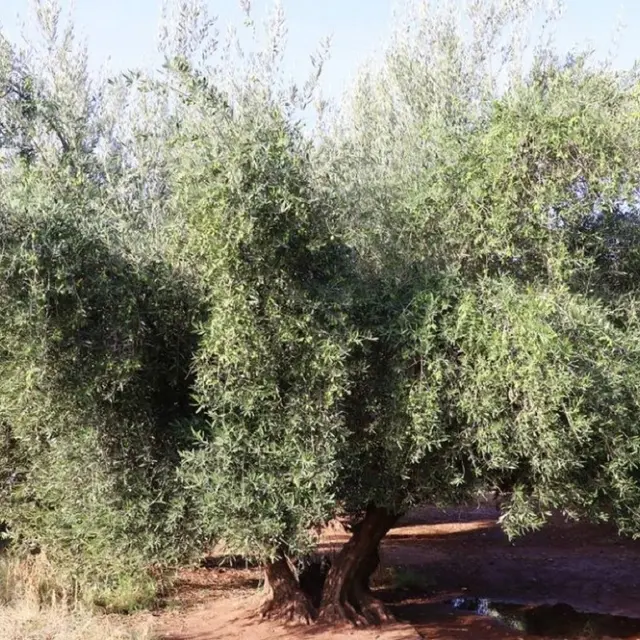 Conférence : l'Olivier, arbre éternel_Tourrettes