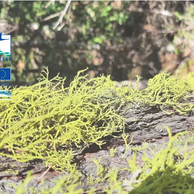 Sortie Lichens et oiseaux_Villar-Saint-Pancrace