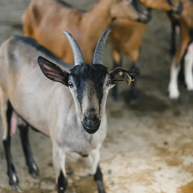 Biodiversité et pastoralisme_Balan