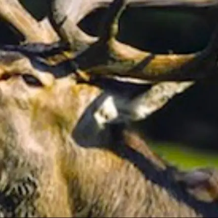 brame du cerf