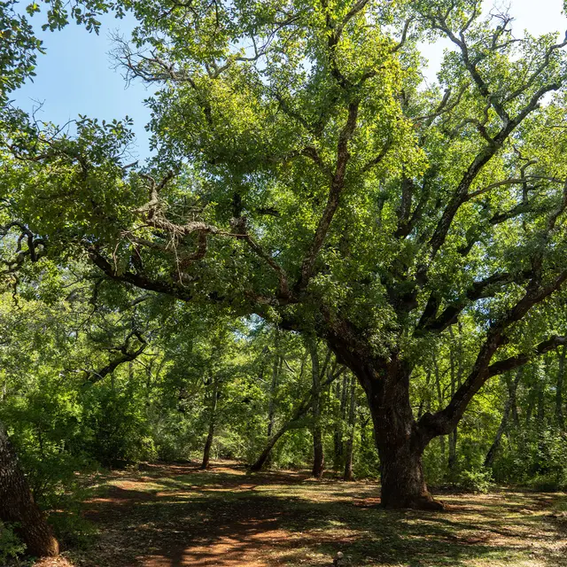 Bois du Defens à Montauroux