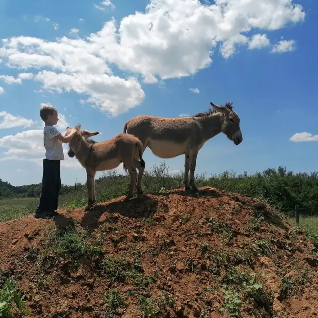 Les Ânes des Bréguières_Esparron de Pallières