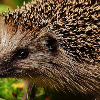 Activité enfant 4-7 ans : Sauve piqueux ! au Marais de Lavours_Ceyzérieu