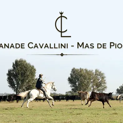 Visite de la Manade Cavallini_Saintes-Maries-de-la-Mer