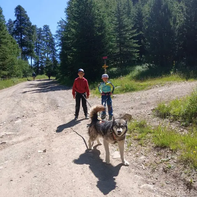 Cani-randonnée : Vers les Sommets_Montgenèvre