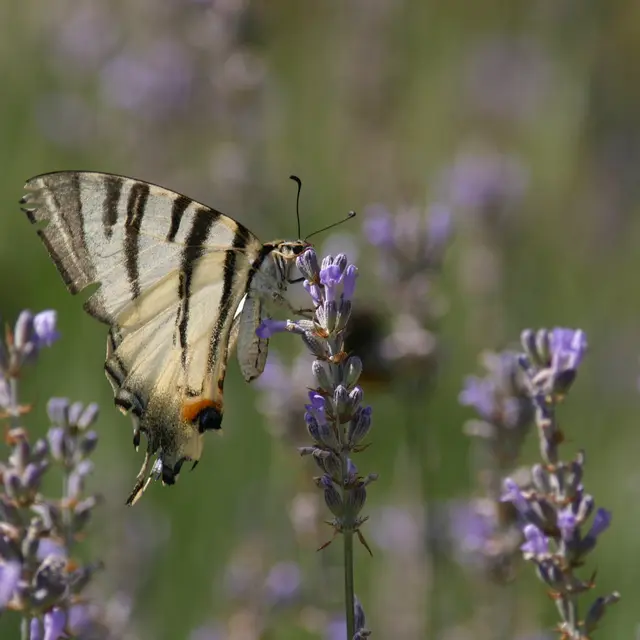 Papillons et autres insectes des prairies_Le Cheylas