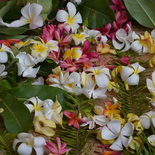 Mahana pae - Te TIare Tahiti e Te Tipanie_Papeete