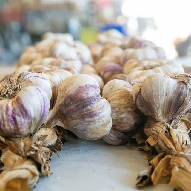 Fernand MENOU_Saint-Cirice