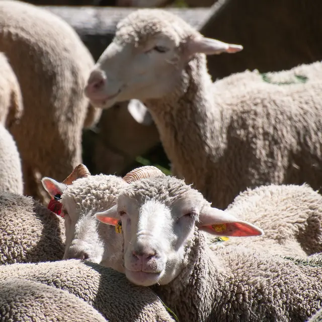 Troupeau de moutons