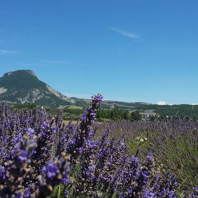 Rosans côté Lavande