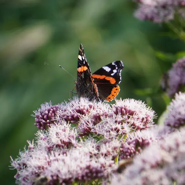 Atelier Observation des insectes de la montagne_Morzine