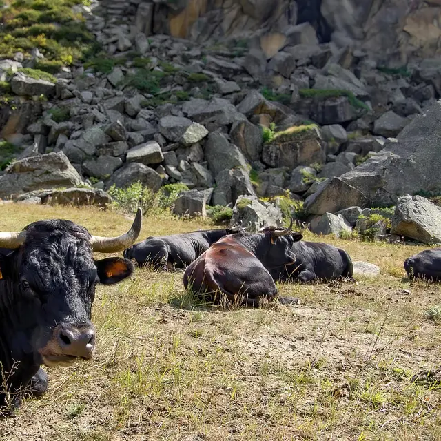 Traite et soin des vaches_Passy