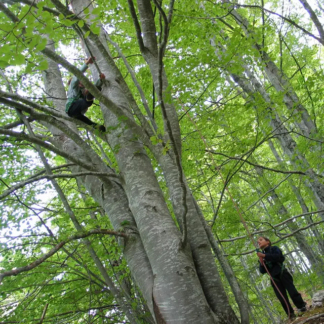 Grimpe d'arbre  sjour en fort (Saint-Pierre-d'Entremont) | Official  website of the Chartreuse in Savoie and Isre, in the heart of the Rhone  Alpes: accommodation and ski holidays, hiking