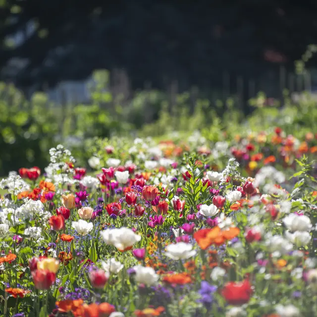 Atelier pratique : les semis_Annecy