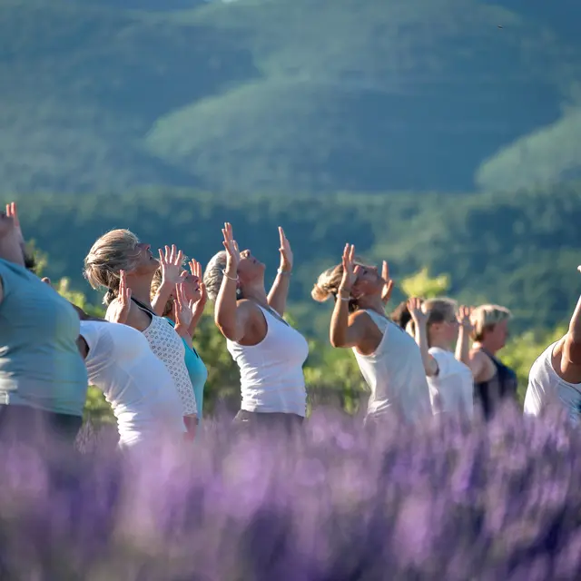 Yoga dans les lavandes