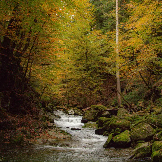 Le Nom en automne