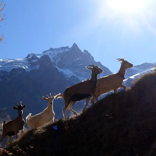 La Ferme des Molières_La Grave