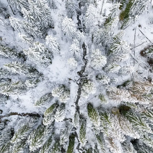 Bain de forêt en collectif_Megève