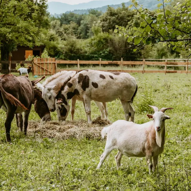 Polo et les ânes