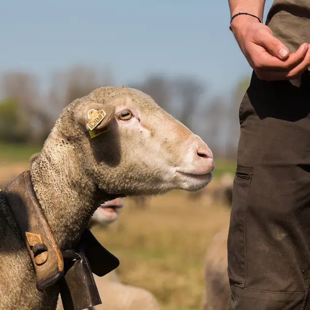 Agneaux de Crau, Cédric Deville