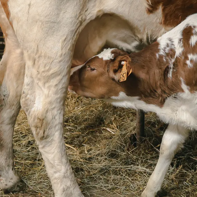 Tétée des veaux Ferme Beaux Yeux