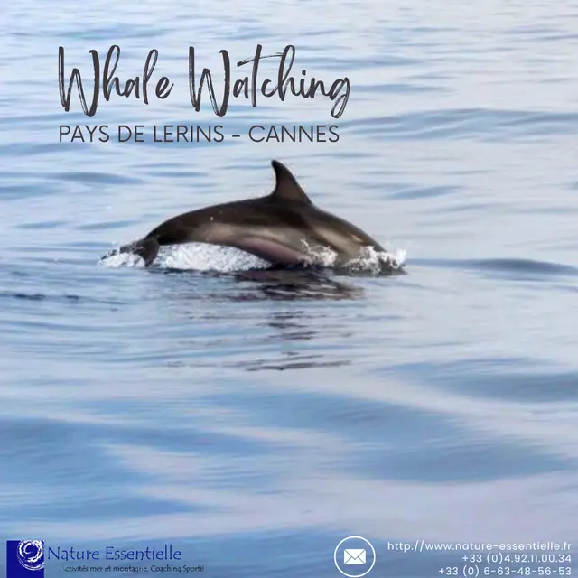 Whale watching