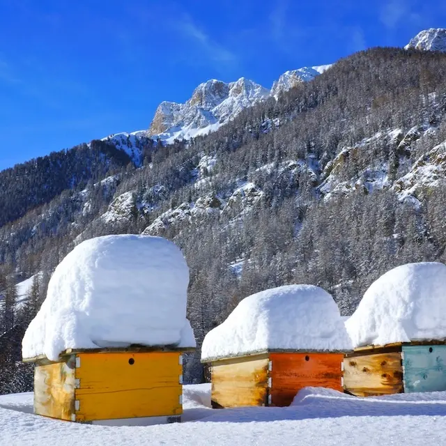 Musée de l'Abeille