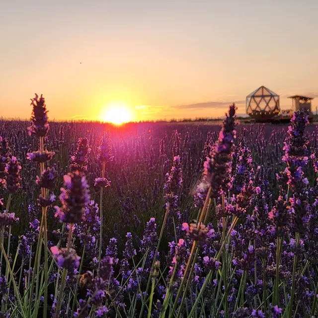La Bulle Ico_Valensole