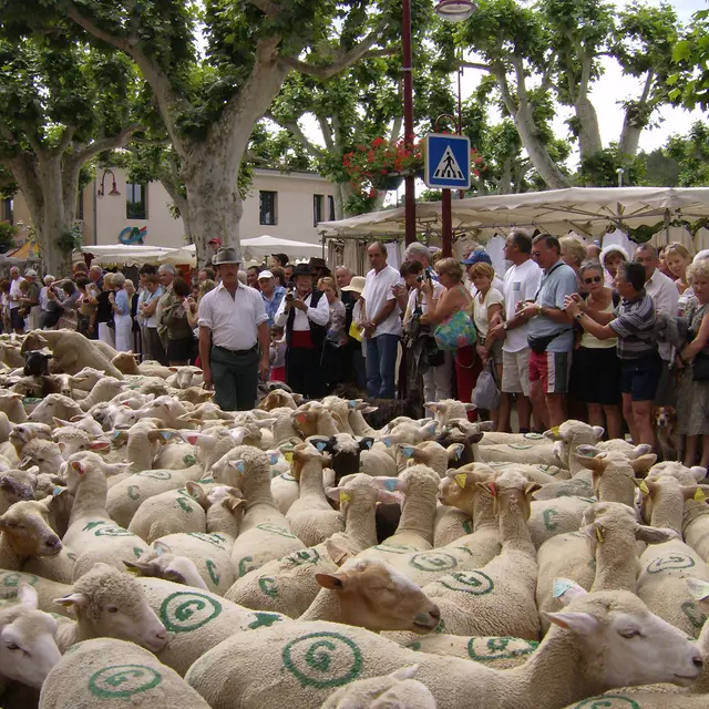 Fête de la Transhumance à Riez