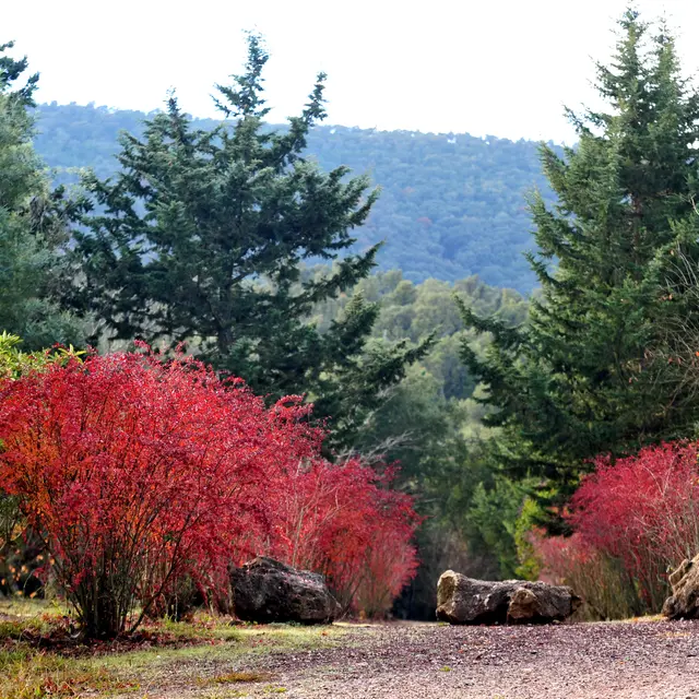 Arbres et Jardins en Méditerranée Porte des Maures