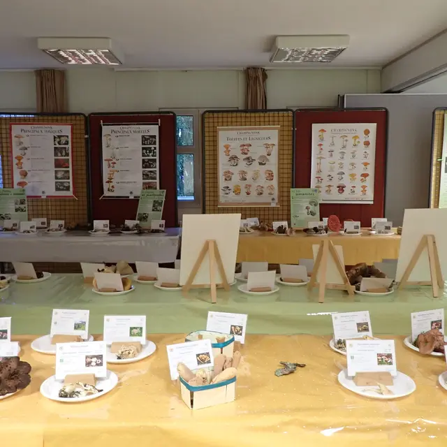 Exposition de champignons