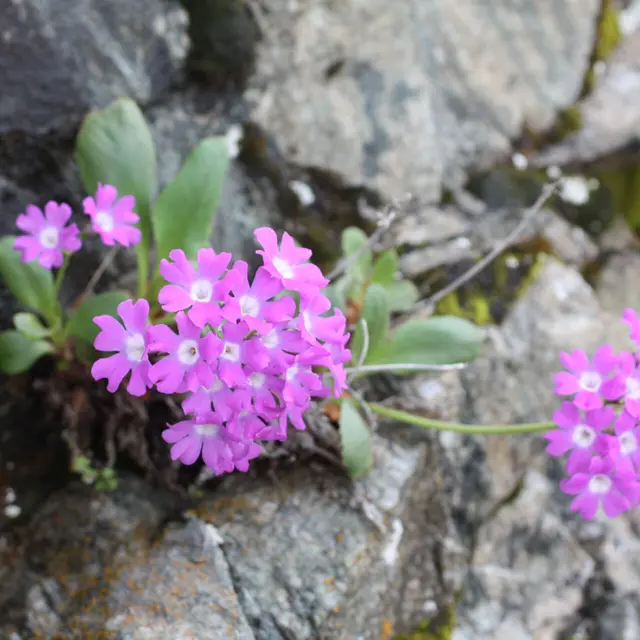 Conférence : La primevère du Valgaudemar_Villar-d'Arêne