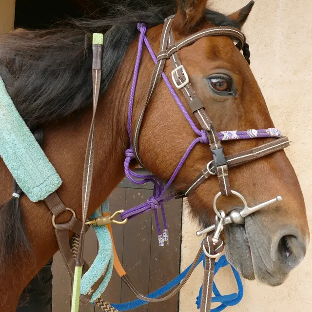 cheval