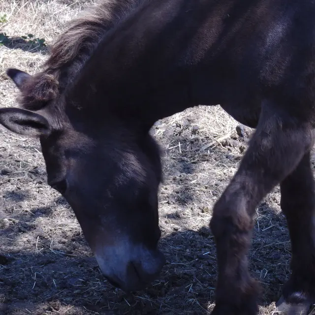 Visite guidée de la ferme pédagogique de Martigues