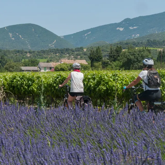 E-bikes dans les Alpilles