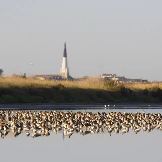 Paysage et barges à queue noire