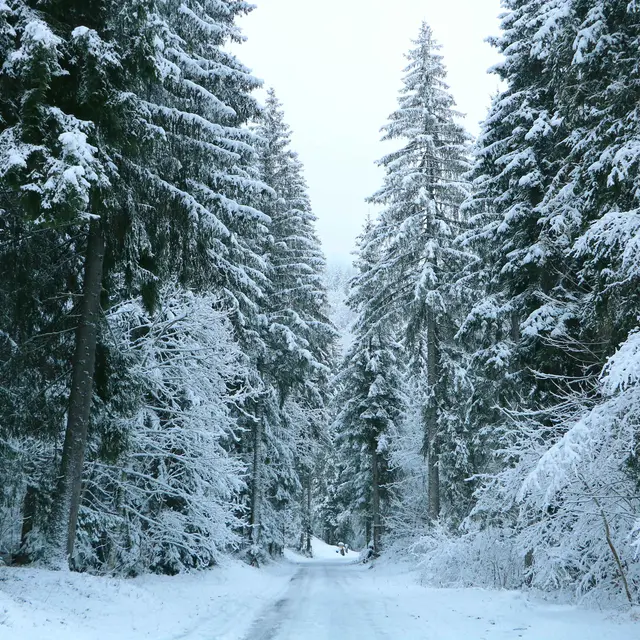 De l'Erigné à Fréterolles_Morzine