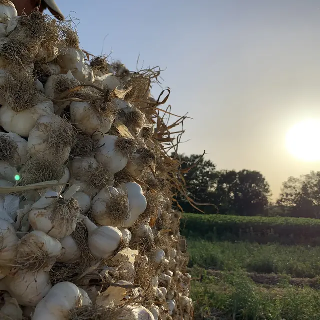 Balade à la ferme du Lavoir des Puys_Vertaizon