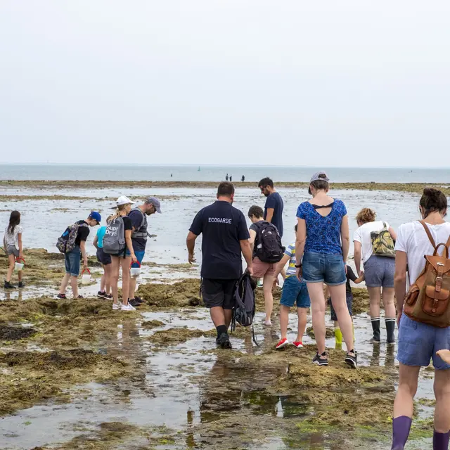 Sortie nature avec un écogarde - Estrange_Le Bois-Plage-en-Ré