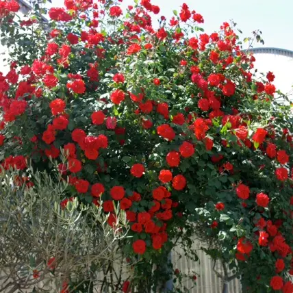Floribelle - Brignoles